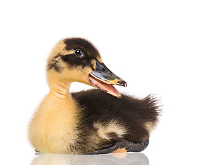 Image showing Cute newborn duckling