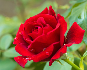 Image showing Beautiful red roses