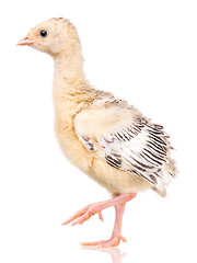 Image showing Little chicken turkey