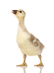 Image showing Cute newborn gosling