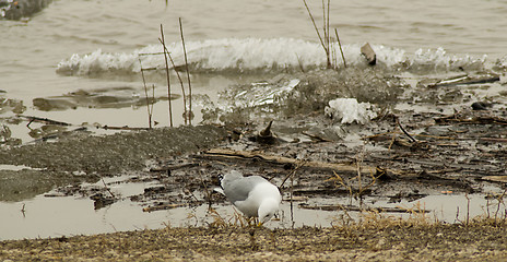 Image showing Seagull Foraging For Food