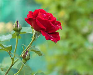 Image showing Beautiful red roses