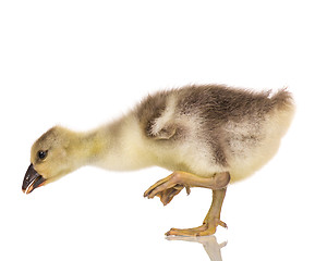 Image showing Cute newborn gosling