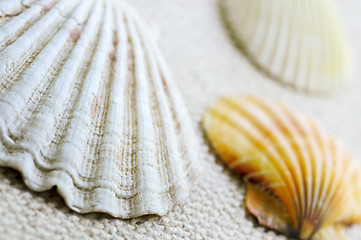 Image showing Seashells