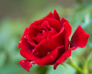 Image showing Beautiful red roses