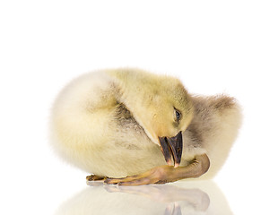 Image showing Cute newborn gosling