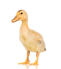 Image showing Cute newborn duckling