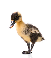 Image showing Cute newborn duckling