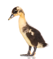 Image showing Cute newborn duckling