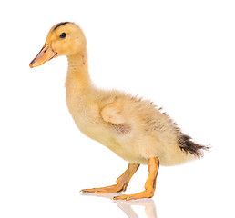 Image showing Cute newborn duckling