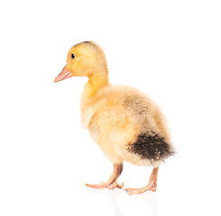 Image showing Cute newborn duckling