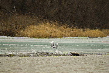 Image showing Two Seagulls