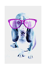 Image showing Basset Hound pink glasses