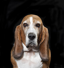 Image showing Basset Hound Studio black