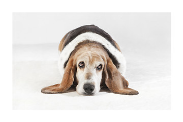 Image showing Basset Hound Studio portrait