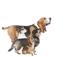 Image showing small dogs side