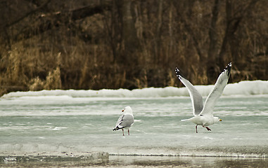 Image showing Seagull Taking Off