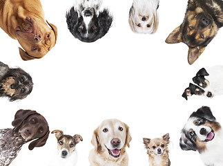 Image showing various dog heads circular arrangement