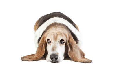 Image showing basset hound long ears