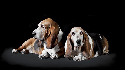 Image showing two basset hound black background