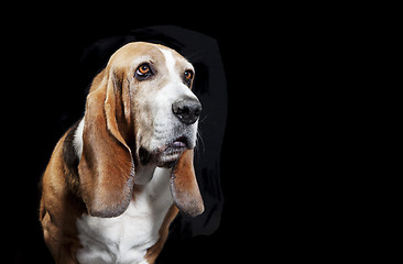Image showing basset hound black background