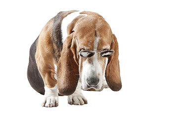 Image showing basset hound sunglasses isolated