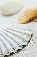 Image showing Seashells