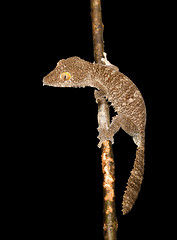 Image showing Giant leaf-tailed gecko, Uroplatus fimbriatus, Madagascar