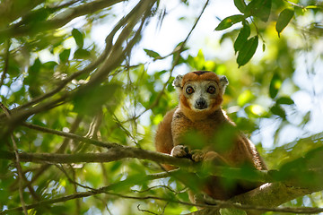 Image showing crowned lemur Ankarana National Park, Madagascar