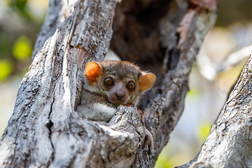 Image showing Ankarana sportive lemur, Madagascar