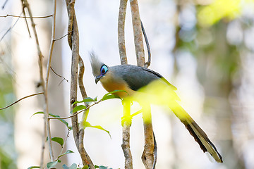 Image showing Crested coua bird (Coua cristata) Madagascar