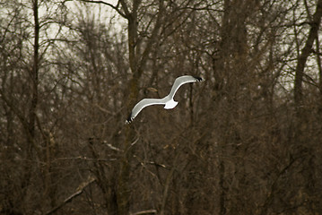 Image showing Freedom