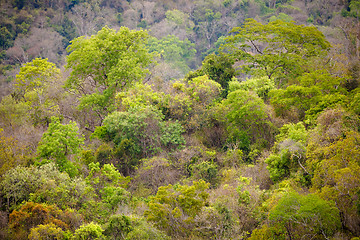 Image showing Rainforest in Ankarafantsika park, Madagascar