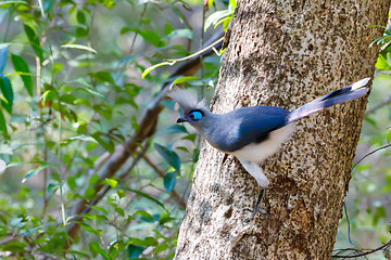 Image showing Crested coua bird (Coua cristata) Madagascar