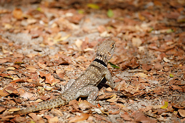 Image showing common small collared iguanid lizard, madagascar