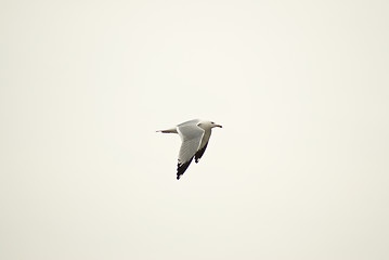 Image showing Flying Gull