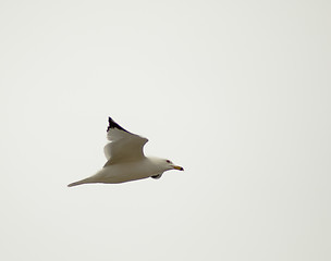 Image showing Seagull