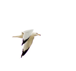 Image showing Seagull Isolated On White