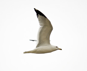 Image showing Isolated Seagull