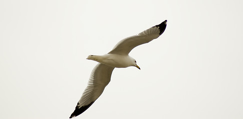 Image showing Flying Away