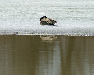 Image showing Canada Goose