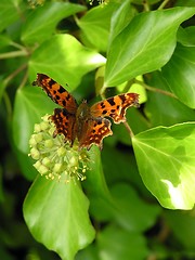 Image showing Comma