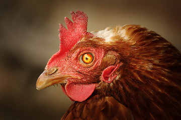 Image showing brown hen portrait with damaged eye