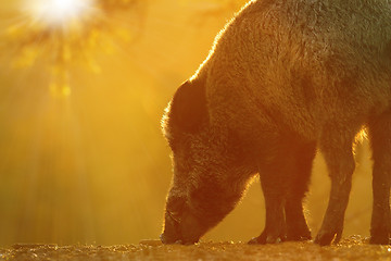 Image showing wild boar foraging for food at dawn