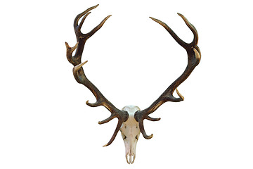 Image showing huge red deer hunting trophy