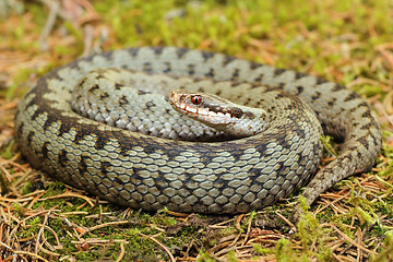 Image showing common european viper on green moss