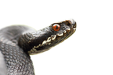 Image showing isolated portrait of black common viper