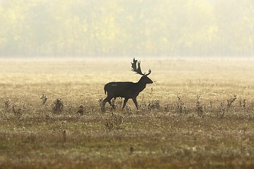 Image showing fallow deer stag in beautiful autumn light