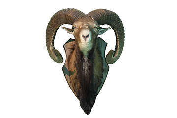 Image showing isolated mouflon hunting trophy