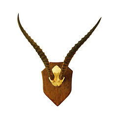 Image showing hartebeest hunting trophy over white